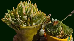 Aloe and cactus