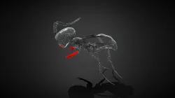 ant
