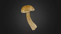 Boletus edulis mushroom