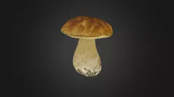 Boletus edulis mushroom