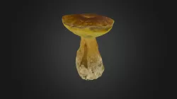 Boletus edulis mushroom