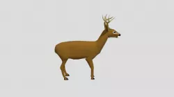 Deer