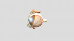 Eye Zainal