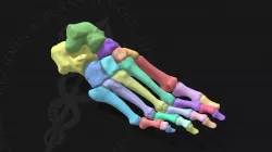Foot Skeleton