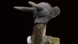 Hob mask, Metgumbnerbone