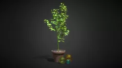 Lemon tree in pots