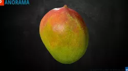 Mangue