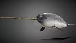 Narhval (Monodon Monoceros) - Narwhal