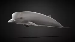Nebbhval (Hyperoodon Ampullatus)