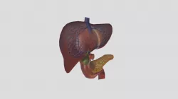 Organ Tubuh - Rismaningsih