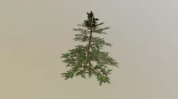 Pine Tree