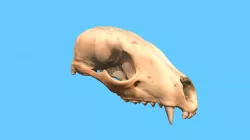 Raccoon Skull