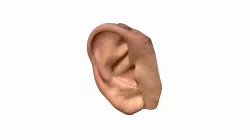 Scan Ohr / Ear