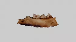 SF45 Small Animal Jaw