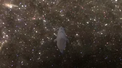 Star Whale