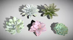 Succulents