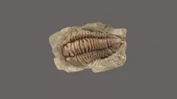 Trilobite tutorial