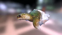 turtle-test-01