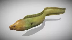 Yellow Moray Eel