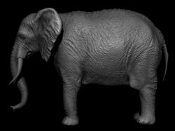 Elephant Short Tusks - 3D Model Animated - PixelBoom