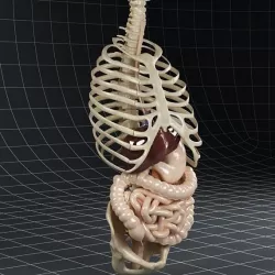 Anatomy Digestive System 3D model