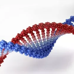 Anatomy DNA 3D model