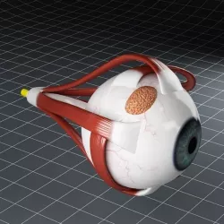 Anatomy eye 3D model