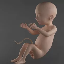 Anatomy fetus 3D model