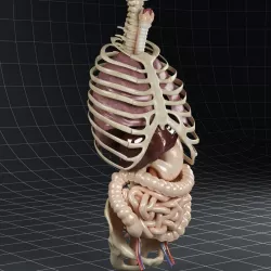 Anatomy Internal Organs 02 3D model