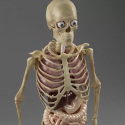 Anatomy Internal Organs Male 3D model