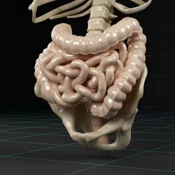 Anatomy intestine skeleton pelvis spinal column ribs 3D model