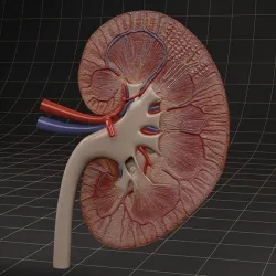 Anatomy kidney 3D model