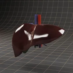 Anatomy liver and gallbladder 3D model