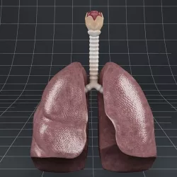 Anatomy lungs bronchi larynx 3D model