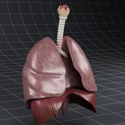 Anatomy Lungs Diaphragm 3D model