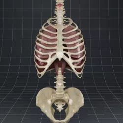 Anatomy Lungs Diaphragm Skeleton 3D model