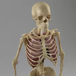 Anatomy Lungs Skeleton 3D model