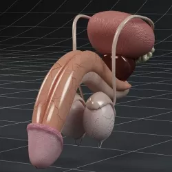 Anatomy male reproductive system 3D model