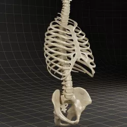 Anatomy skeleton pelvis spinal column ribs 3D model