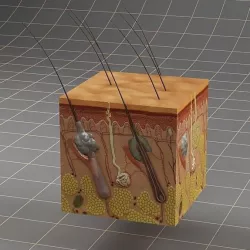 Anatomy skin 3D model