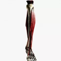 Ankle Joint High Definition Medically Accurate Anatomy Model Low-poly  3D model