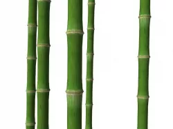 Bamboo trunk Low-poly  3D model