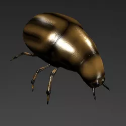 Beetle 3D model
