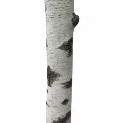 Birch Tree Trunk 3D model