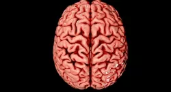 Brain Medically Accurate Brain Anatomy Model High Resolution 3D model