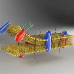 Cell Membrane 3D model
