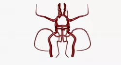 Circle Of Willes Blood Supply Of Brain 3d Model 3D model