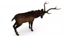 Deer low poly Low-poly  3D model