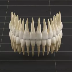 Dentition 01 3D model