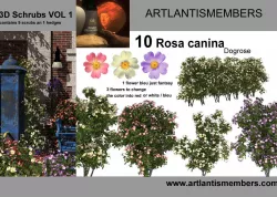 Dog rose or rosa canina  3D model
